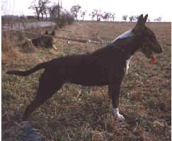 Bulteri�r