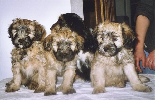 puppies.jpg (41010 bytes)