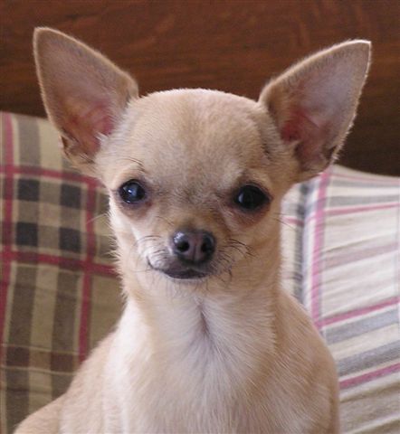 Adela hlava.jpg (36332 bytes)