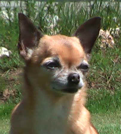 deny-hlava.jpg (39792 bytes)